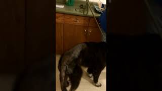 Big dog in pen2