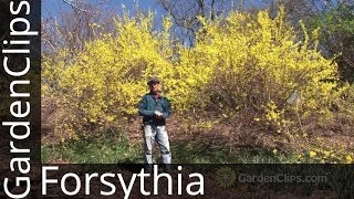 Forsythia - How to grow Forsythia - How not to prune Forsythia
