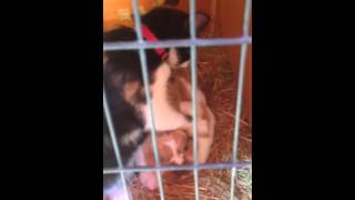 Pussy Massage