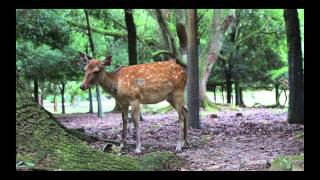 Osaka 2014 -  A Visit to Nara