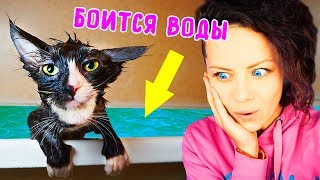 КОТЕНОК в ВАННЕ ПЕРВЫЙ РАЗ КУПАЮ КОШКУ СОБАКА ЗАЛЕЗЛА в ВАННУ КАК ПОМЫТЬ КОТА Magic Family