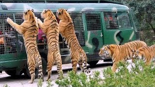 Angry Royal Bengal Tiger Comes to Forward of Safari Bus | A Full Day tour Bangabandhu Safari Park