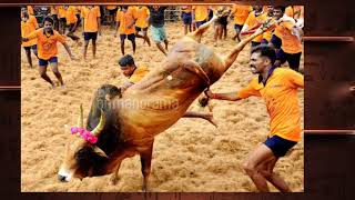 Tamil nadin sirantha 10 jallikattu kalaikal