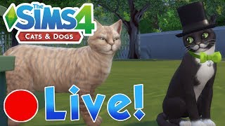 Sims 4: Cats & Dogs • The Secret Kitten Hideaway & Pigeon Paradise • Finished Livestream