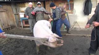 Cel mai mare porc ...380 kg