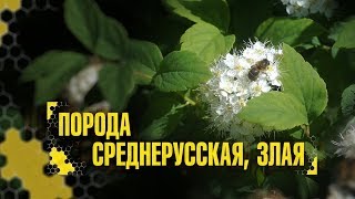 Порода среднерусская, злая: история про пчёл, зверей и людей