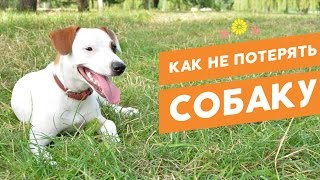 Повышаем шансы найти потерянного питомца: адресники, клеймо, чипирование
