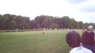 Cheetah Chasing Lure Exercise Running 75mph Cincinnati Zoo