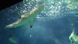 シロワニ、レモンザメ、クロヘリメジロザメ、ナースシャーク、ドタブカ水槽　@アクアワールド大洗水族館