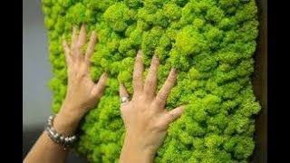 Стабилизированный МОХ для Оформления Эко Стиля