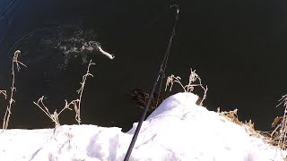 初冬の釧路川アメマス釣り5