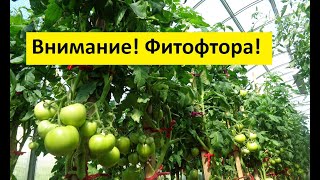ФИТОФТОРА. ЧАСТЬ 4.ПРОФИЛАКТИКА В ТЕПЛИЦЕ. 