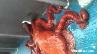 Octopus performs impressive escape act