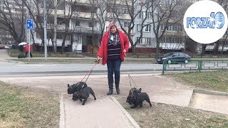 НЕБОЛЬШОЙ РАССКАЗ О ФРАНЦУЗСКИХ БУЛЬДОГАХ.