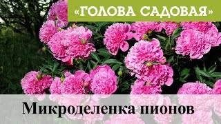 Голова садовая - Микроделенка пионов