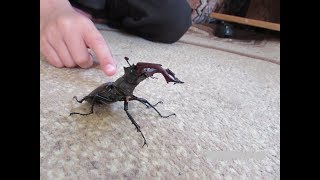 Жук олень рогач в доме