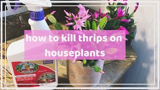how to kill thrip pests on your houseplants ☠ | organic & non-organic pest control