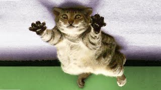 Best Funny Dogs ???? And Cats ???? Videos - Try Not To Laugh!