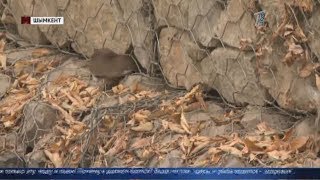 Шымкент город крыс? Люди купаются в реке кишащей грызунами