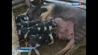 Агрофирмы ямальской глубинки пробуют заниматься сельским хозяйством в бизнес-масштабах