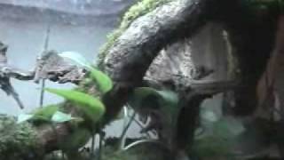 Making aqua terrarium / vivarium / plaudarium for newts ,frogs, toads ,fish pt .2