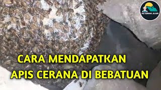 Cara Mendapatkan apis cerana di bebatuan