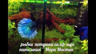 РЫБКИ ПЕТУШКИ ДАМБО ,  ХАЛФ МУН - САМЦЫ И САМКИ + ГАЛАКТИКИ - 30.10.2018 ( ПИТОМНИК "МАРИ МИСТИК" )