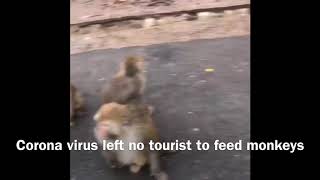 Coronavirus epidemic ? no tourists to feed monkeys, China government stepped in