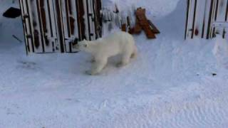 Диксон, Dikson, Russia, Bears in the city, белый медведь