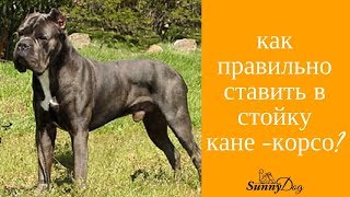 Как правильно поставить в стойку кане-корсо? Ринговая дрессировка