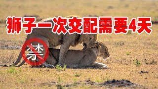 十大最不可思议的动物性行为，狮子一次交配需要4天