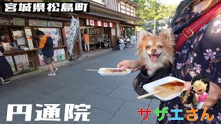 【サザエさん】サザエさんのオープニング2019宮城編を巡る旅in松島町円通院