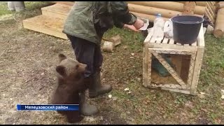 Медвежонок, над которым издевались в Тыве, добрался до Национального парка «Башкирия»