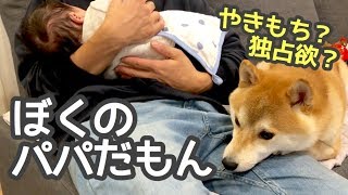 柴犬こてつ君、赤ちゃんを抱くパパの膝にちょっとずつ侵略!!【やきもち】