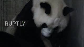 Spain: Newborn panda twins in Madrid receive first veterinary check-up