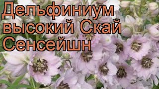 Дельфиниум высокий Скай Сенсейшн ? обзор: как сажать, саженцы дельфиниума Скай Сенсейшн