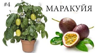 Как вырастить МАРАКУЙЮ в домашних условиях
