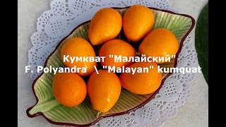 Кумкват "Малайский" \ F. Polyandra \ "Malayan" kumquat.