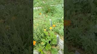 Гравилат - аленький цветочек из одноименной сказки!!! Принципы ухода!