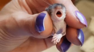 Meet the woman who saves rodents