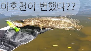 [쏘가리루어낚시]-미호천이 갑자기 변했다??!! 현재 미호천상황은요!!