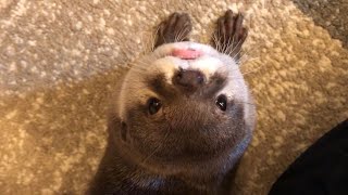 カワウソさくら 上を見上げドアップなカワウソがかわいい otter looking up and close to the camera