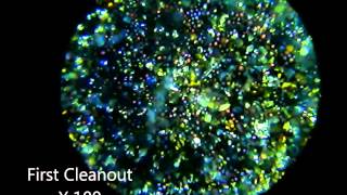 Micron Gold