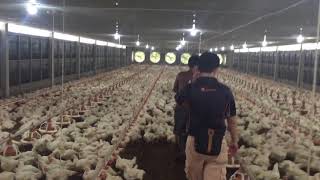Cambodian modern poultry house