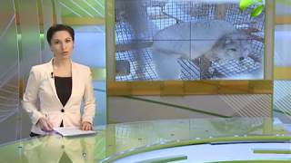 В округе идёт кампания по заготовке оленины и пушнины