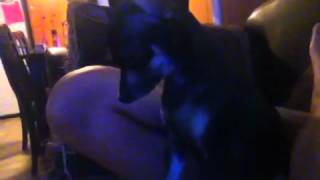 Dog sitting on superamyrose100's belly :P