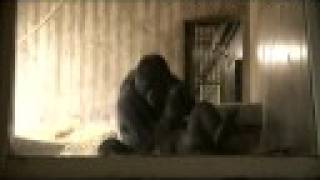 Gorilla sex scandal