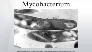 Mycobacterium