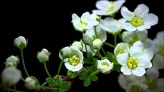 Cómo germinan las semillas y retoñan las flores