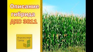 Кукуруза ДКС 3811  ? - описание гибрида ?, семена в Украине